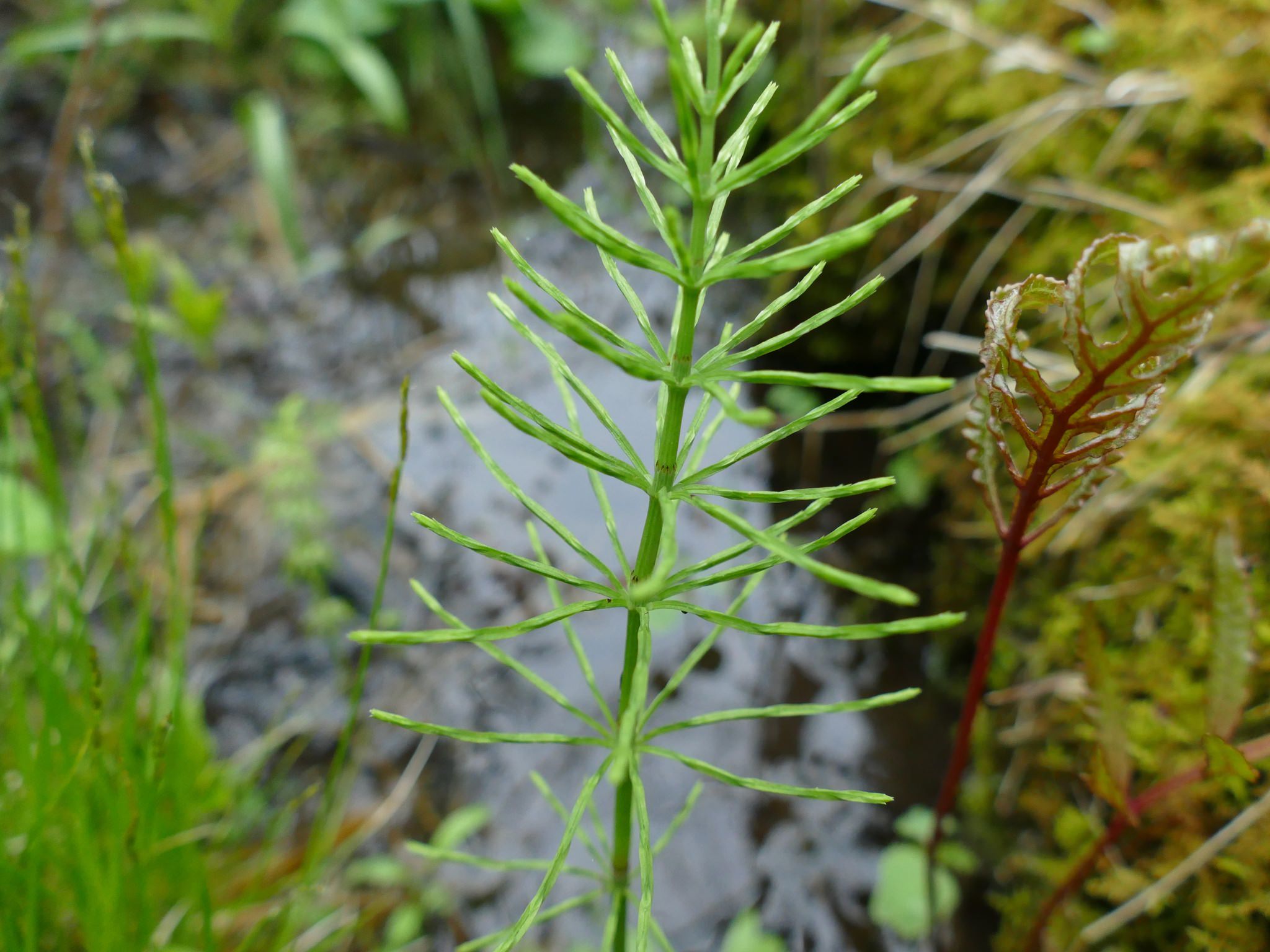 Equisetum arvense